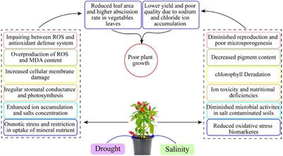 Phytohormones unlocking their potential role in tolerance of vegetable crops under drought and salinity stresses